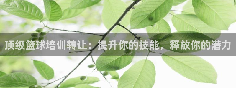 焦点娱乐有限公司：顶级篮球培训转让：提升你的技能，释